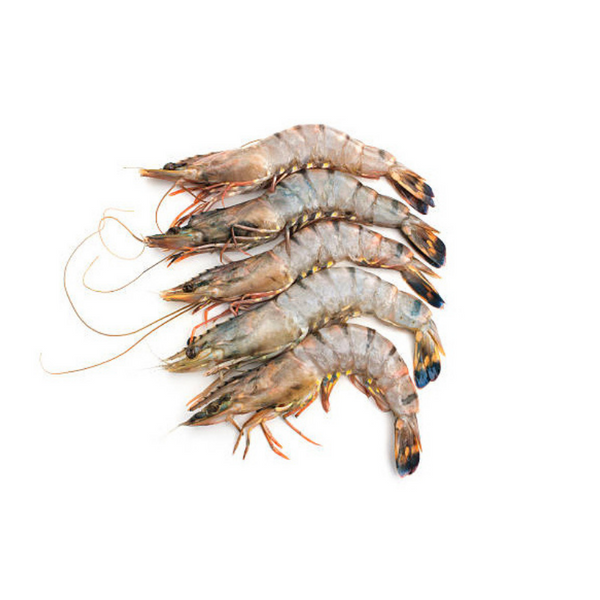 Shrimp - Head-On X-Jumbo, Piazza Seafood, Wholesale Seafood Distributors